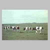069-0036 Nickelsdorfer Vieh auf der Weide.jpg